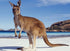 Australian Kangaroo on the Beach